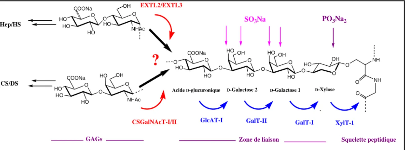Figure 9. Zone de liaison  et bifurcation des GAGs avec les sites potentiels de sulfatations  et phosphorylation de la zone de liaison