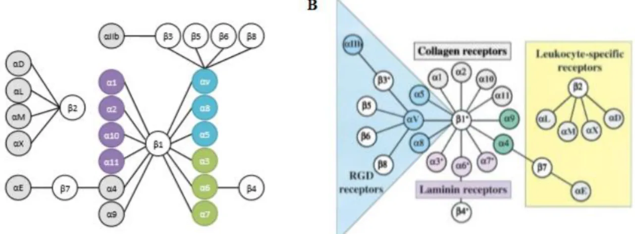 Figure 11: Schéma de la classification et les récepteurs des intégrines .