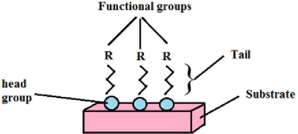 Figure 30: Groupe de SAM composé d'une tête, d‘une queue et un groupe terminal fonctionnel