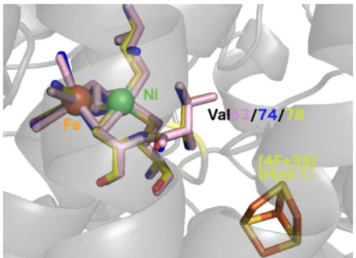 Figure 1. Overlay of the structures of the active site of E. coli Hyd- Hyd-1 NiFe hydrogenase (yellow), E