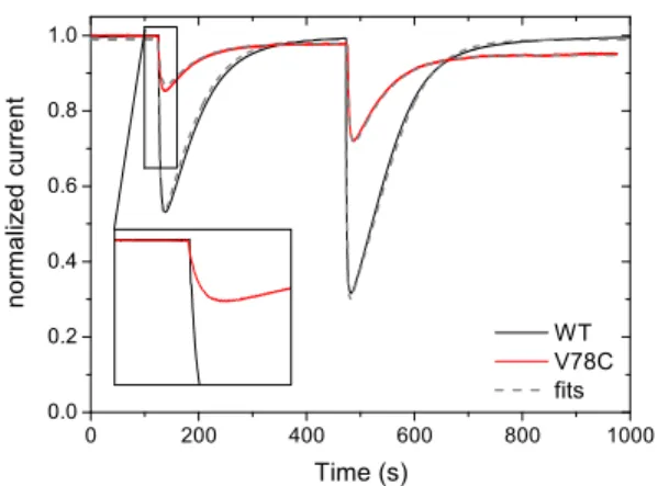 Figure 3. Effect of transient exposure to CO on the catalytic current of Hyd-1 WT (black) and V78C (red)