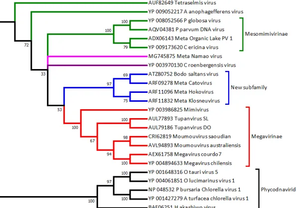 Figure 1. Phylogeny of Mimiviridae vs. Phycodnaviridae based on DNA polymerase B. Diverse algae- algae-infecting “Phycodnaviruses” (prasinovirus OtV5, OlV1; raphidovirus HaV1; chlorovirus PbCV1,  AtCV1) clearly cluster as an outgroup (with high confidence)