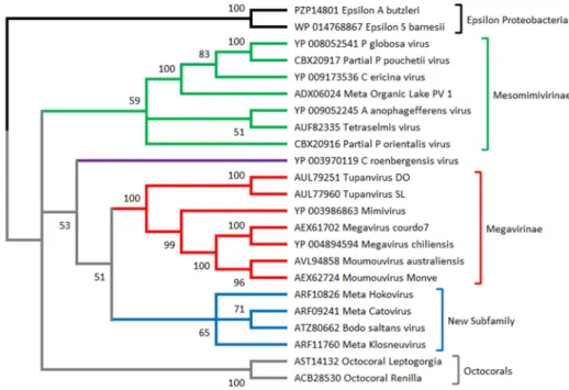 Figure 2. Phylogeny of Mimiviridae based on MutS7. MutS sequences from Epsilon proteobacteria  (from the genera Arcobacter and Sulfurospirillum) are used as the root, as they are most likely the source  of the Mimiviridae MutS7 gene (MutS homologs are pres