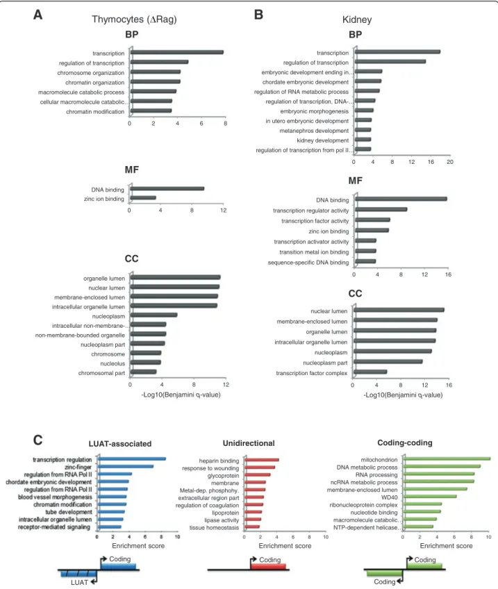 Figure 2 Functional analysis of LUAT-associated genes. A-B) Functional enrichment analyses for LUAT-associated genes found in Δ Rag thymocytes (A) and embryonic kidney (B)