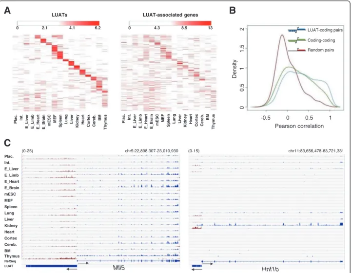 Figure 4 Co-expression of LUAT and associated genes. A) Left panel: heatmap of expression profiles of LUATs in the 17 indicated tissues.