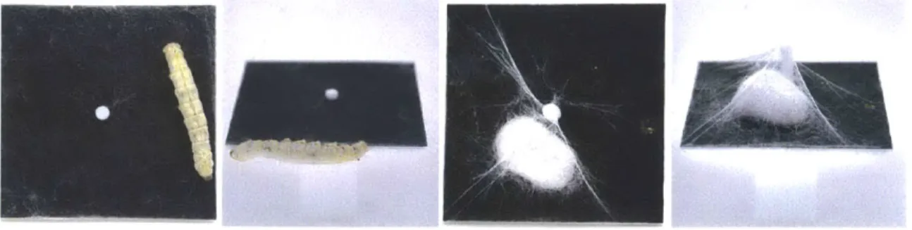 Figure  2-4:  Comparison  of two  1-dice  configurations  with a 3mm  and a 21mm  vertical axis  illustrating  the  difference  between  flat  spinning  (sufficiently  short  vertical  axis) and  a  cocoon  spinning  (sufficiently  long  vertical  axis).