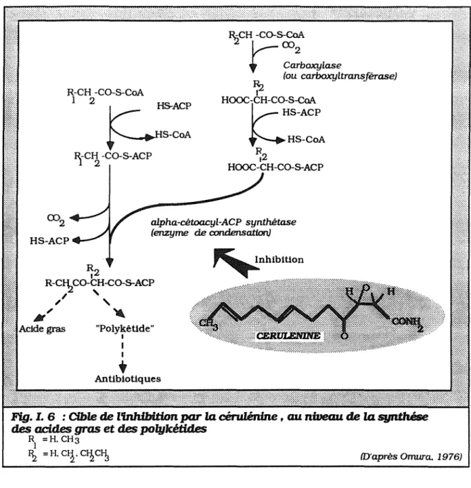 Fig.  I. 6  :  Cible de  l'inhibition  par  la  cérulénfne ,  au niveau  de  la  synthése  des  acides  gras  et  des  polyJcétid.es 