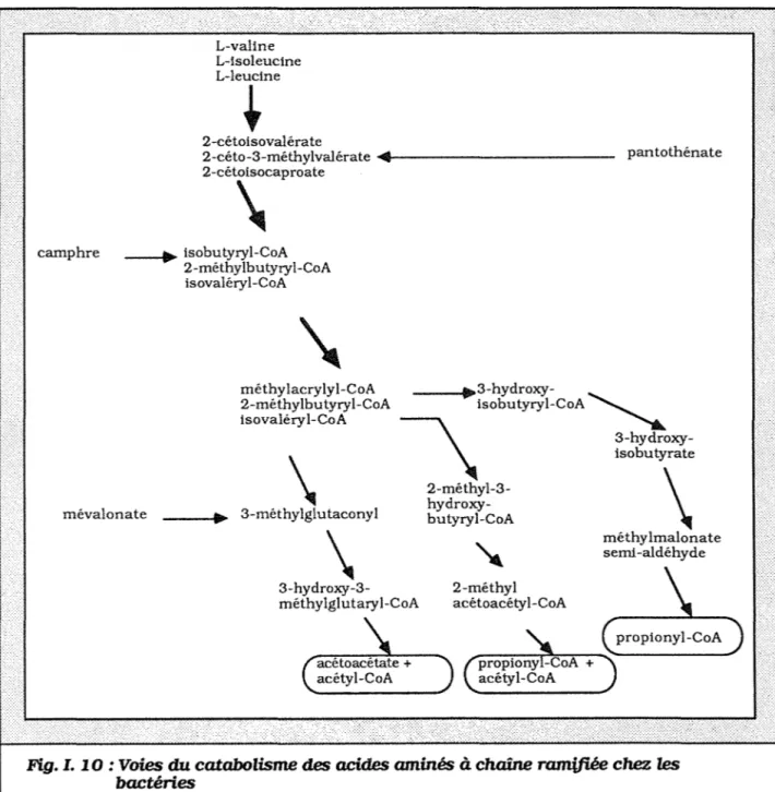 Fig.  I. 10 :  Voies  du  catabolisme  des  acides  aminés  à  chaîne  ramifiée chez  les  bactéries 