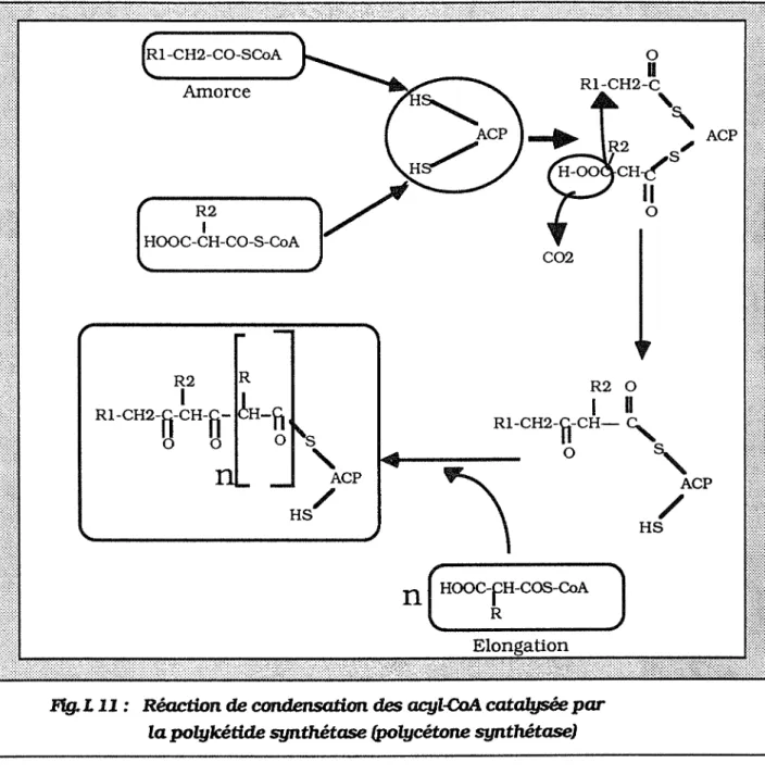 FIg.  L  11:  Réaction  de  condensatton  des  acyl-CoA  catalysée  par  la  polykétide  synthétase  (polycétone  synthétaseJ 