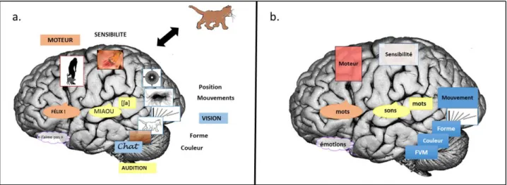 Figure 2. Régions cérébrales impliquées dans la perception et l’interaction.  