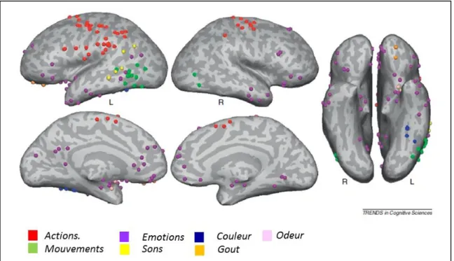 Figure 3. Métaanalyse de 38 études d’imagerie fonctionnelle sur la compréhension du langage,  adapté de Binder 2011