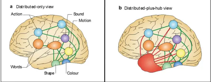 Figure 7. Modèle de la cognition incarnée plus « hub ». 