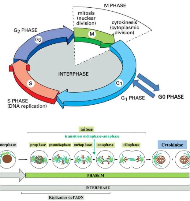 Figure 20 : Les phases du cycle cellulaire.