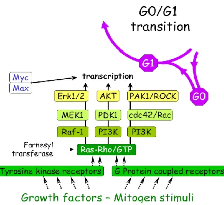 Figure 22 : La régulation du cycle de division cellulaire. (A) Transition G0/G1, (B) P rogression en phase G1.
