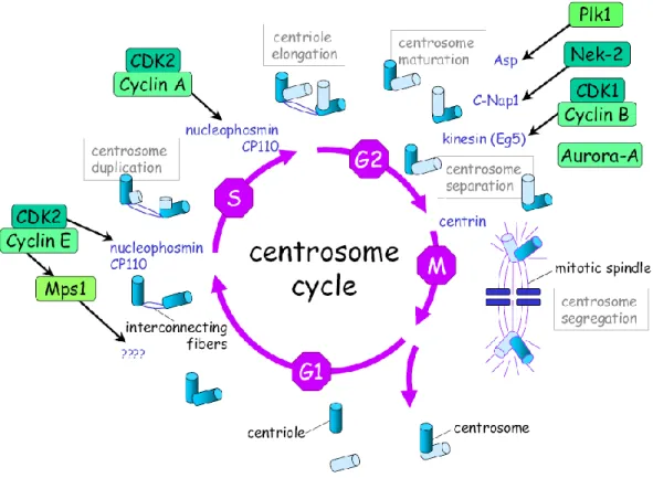 Figure 27 : Le cycle des centrosomes et sa régulation .