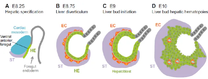 Figure 1 : Formation du diverticule et de bourgeons hépatiques chez la souris. (A) Section sagittale de  la  partie  céphalique  de  l'endoderme  hépatique  (HE  :  Hepatic  endoderm,  vert)  de  souris  E8.25