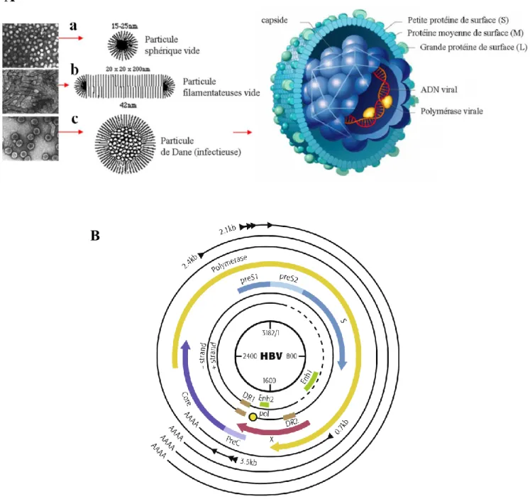 Figure 11 : Virus de l’hépatite B (VHB). (A) Images de microscopie électronique et organisation de  la particule du VHB