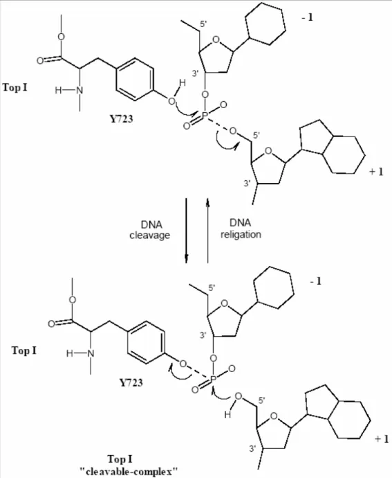 Figure 12 : Mécanisme d’action de la Topo I [66] 