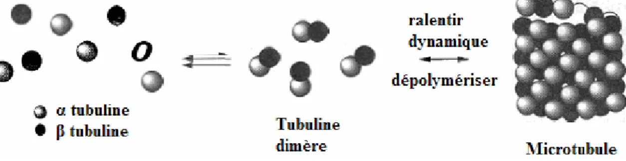 Figure 17 : Polymérisation de la tubuline en microtubule et dépolymérisation [75] 