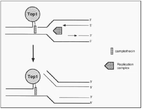 Figure 18 : Schéma de mode d’action moléculaire de camptothécine [66] 