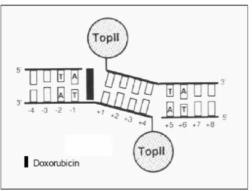 Figure 19 : Schéma de mode d’action moléculaire de doxorubicine [66] 