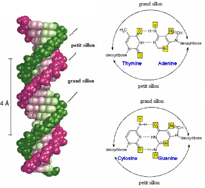 Figure 20 : Double hélice d’ADN de type B 