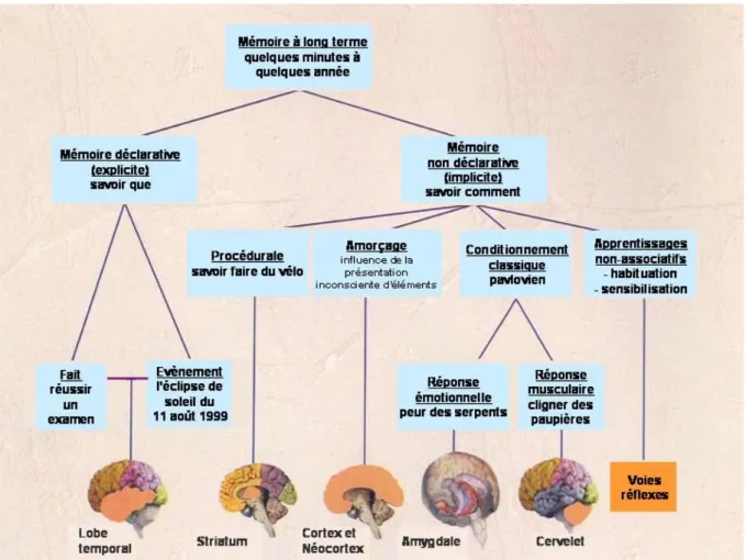 Figure 1.5 Les différents types de mémoire (d'après Squire, 2004) 