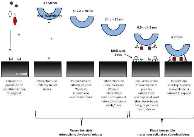 Figure I.2-3 : Schéma descriptif des interactions impliquées dans l’étape d’adhésion initiale