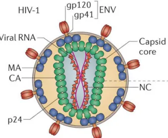 Figure 4 : Structure du VIH-1, d’après Campbell et al.(Campbell and Hope 2015). 