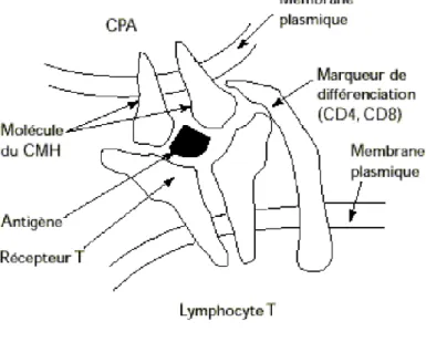 Figure 8 : Schéma de la présentation d'un peptide au lymphocyte T par le HLA. 