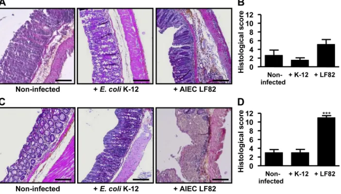 Figure 4.  Intestinal colonization by AIEC LF82 bacteria causes severe histopathological damage in colonic mucosa
