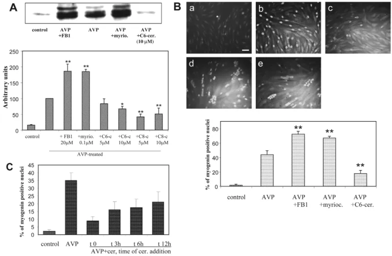 Fig. 2. Effects of ceramide on myogenin expression and nuclear accumulation. (A) Immunoblots of myogenin from L6 cells treated for 48 hours by AVP alone, or AVP in the presence of 20  ␮ M FB1, or 100 nM myriocin, or 5-10  ␮ M of short-chain ceramides or le