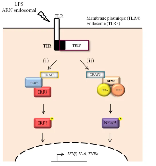 Figure 2: Activation des TLR dépendante de TRIF  