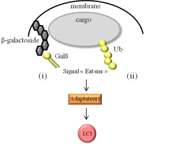 Figure 11: L’autophagie sélective 