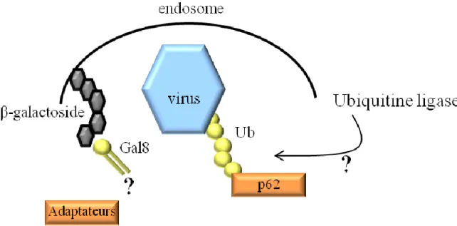 Figure 14: Signaux « eat-me » décrits pour l’autophagie antivirale 