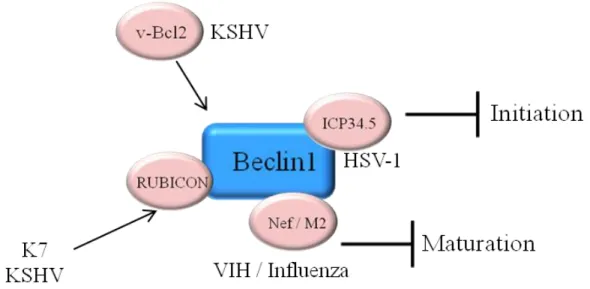 Figure 15: Beclin1, une cible de contremesure virale 