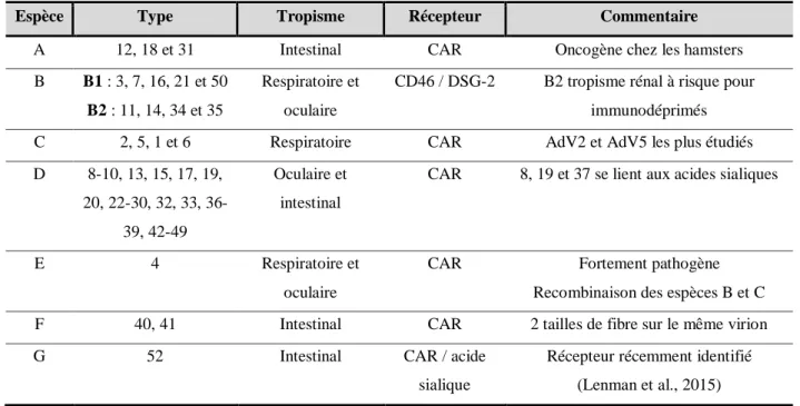 Tableau 3 : Classification des AdV 