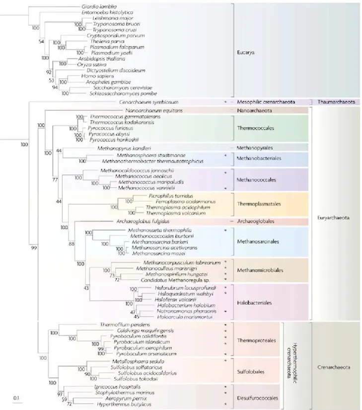 Figure 1. Arbre phylogénétique représentant le domaine des Archaea basé sur l’analyse de  la concaténation des séquences de 53 protéines ribosomales (Brochier-Armanet  et al
