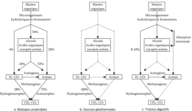 Figure 5. Diagramme schématique des trois chaînes trophiques conduisant à la  méthanogenèse rencontrées dans la nature (Adaptée de Garcia  et al