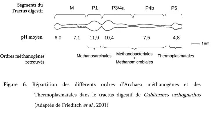 Figure 6. Répartition des différents ordres d’Archaea méthanogènes et des  Thermoplasmatales dans le tractus digestif de  Cubitermes orthognathus  (Adaptée de Frieditch  et al