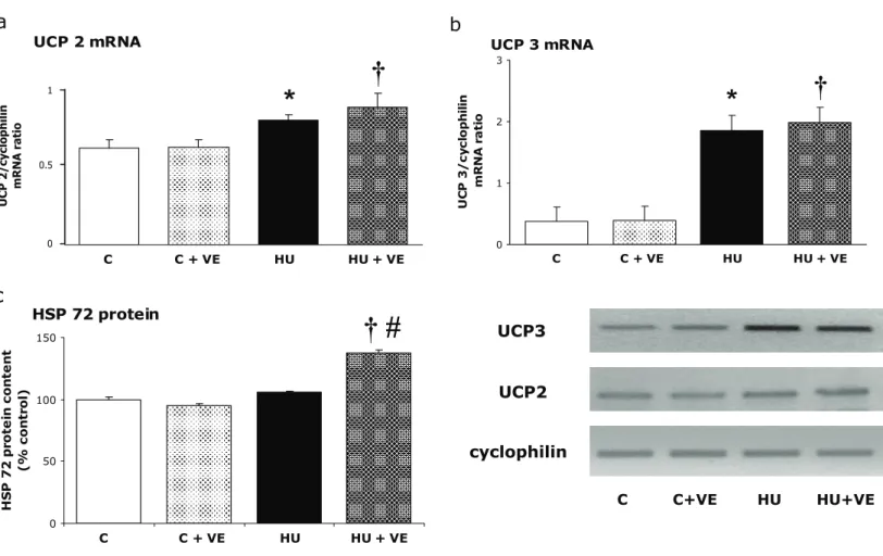 Fig. 3. Influence of unloading and vitamin E supplementation on UCP 2 (a) and UCP3 (b)   mRNA and HSP 72 protein content (c)