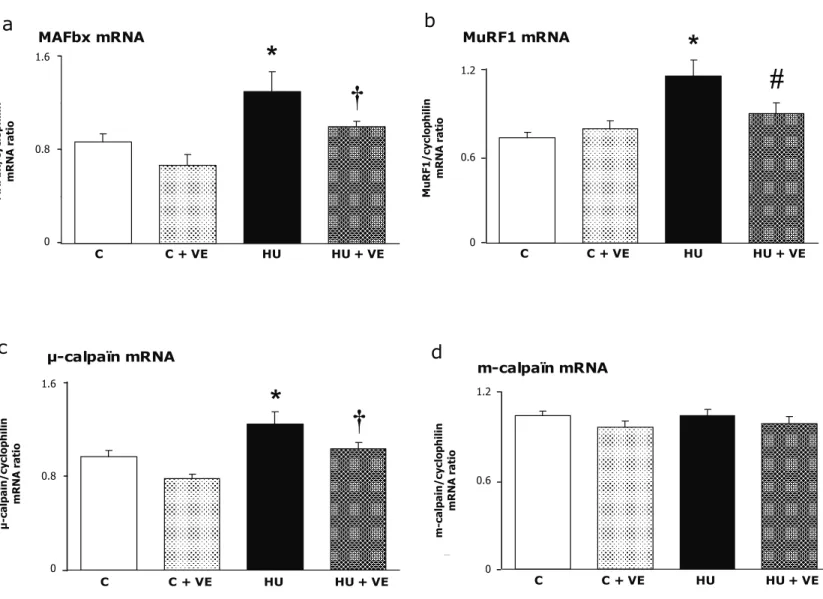 Fig. 5. Effect of vitamin E on expression of two atrophy-related ubiquitin ligases, MAFbx and  MuRF1