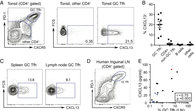 Fig. 2. Human GC Tfh cells produce CXCL13 and correlate with plasma CXCL13. (A, Left) Identification of GC Tfh cells as PD-1 hi CXCR5 hi (gated on CD4 + CD3 + ) T cells in human tonsil