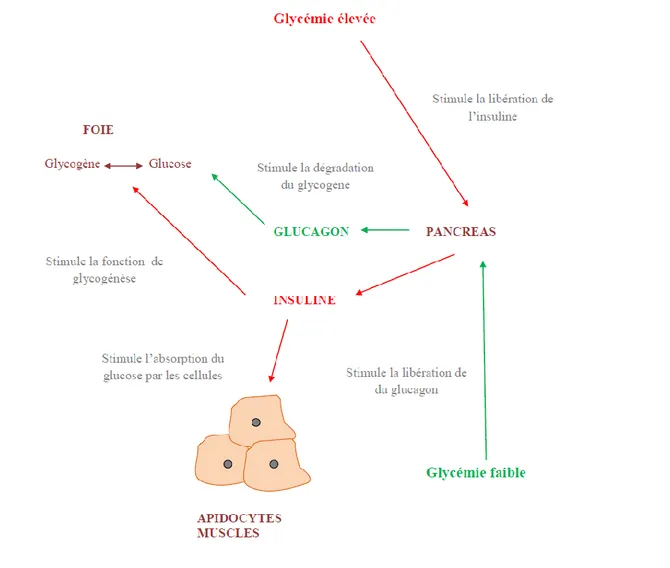 Figure I.1 : Régulation de la glycémie par l'insuline et le glucagon 