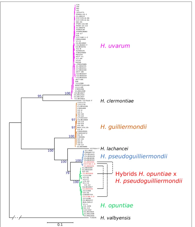 FIGURE 1 | Phylogenetic tree of Hanseniaspora strains based on the five marker sequences ADP1, GLN4, RPN2, VPS13, and MET5