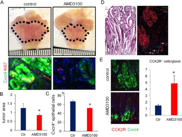 Figure 6: Pharmacological blockade of Cxcr4 inhibits antral tumor growth.  (A–C) Gross picture (A, top) and  immunofluorescence images (A, bottom) of GFP (green) and Ki67 (red) in Mist1-CreERT; Cxcr4-EGFP; Apc flox/flox  mice 6 weeks after  TAM induction w