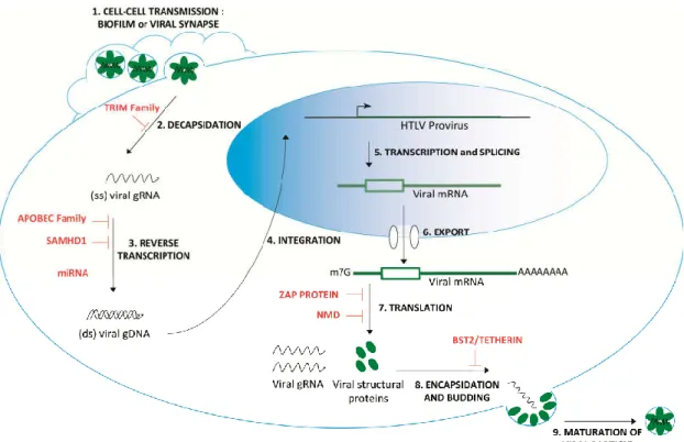 Figure 1. HTLV-1 infection  cycle and host antiviral  factors. After attachment to the  cell  membrane  receptors (GLUT1, HSPG or NRP-1) through the viral Env protein, a fusion process enables the release  of the capsid core containing the viral genome and