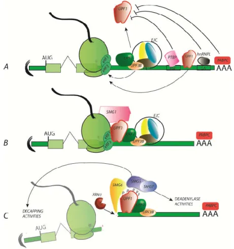Figure  2. The  nonsense-mediated  mRNA  decay  (NMD)  mechanism  in  three  key  steps