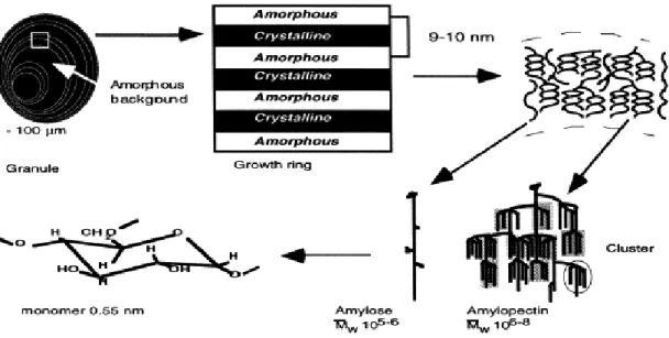 Figure 6. Diagramme de diffraction rayon X de type A, B et V h  de l’amidon [8]. 