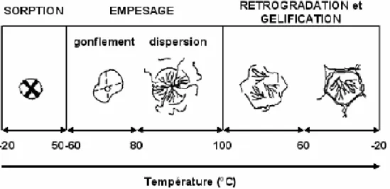 Figure 11. Etapes de transformation au cours de la gélatinisation de l’amidon.  